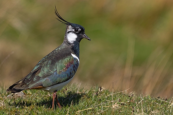 Lapwing. Apr. '24.