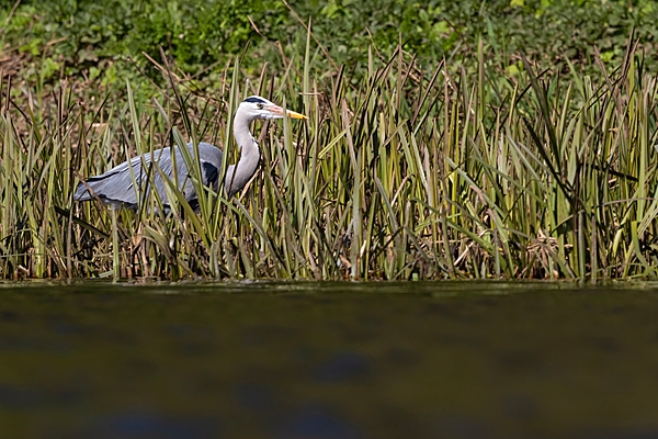 Grey Heron. Apr. '24.