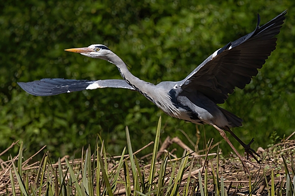 Grey Heron take off. Apr. '24.