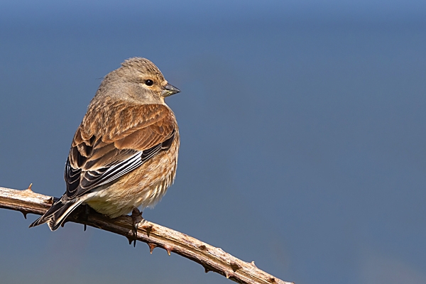 Female Linnet. Apr. '24.