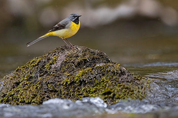 Grey Wagtail. Apr. '24.