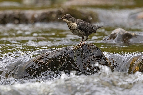 Juvenile Dipper on river rock 2. May. '24.