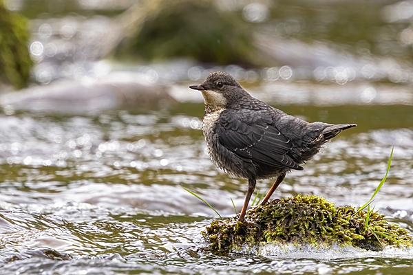 Juvenile Dipper on river rock 4. May. '24.