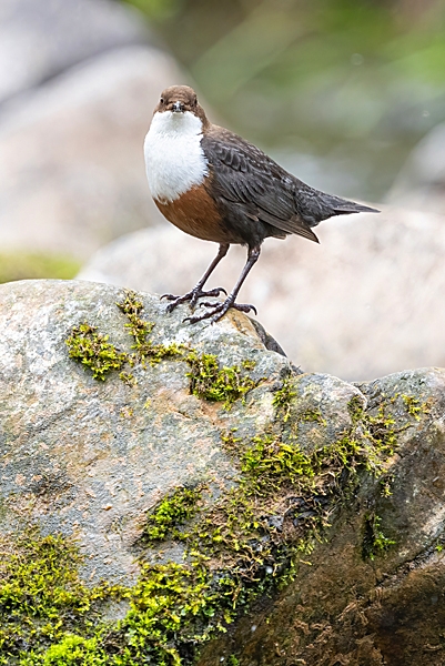 Dipper on rock 2. May. '24.