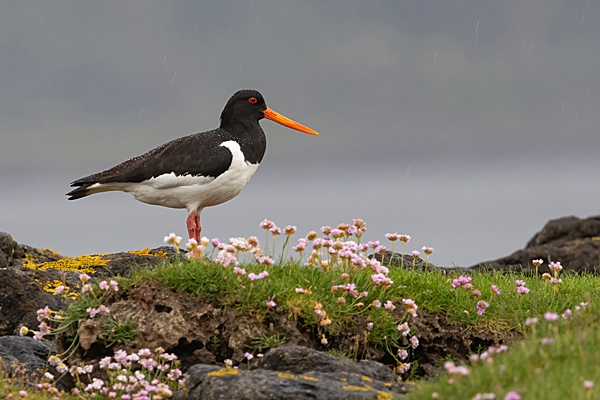 Oystercatcher on thrift in rain. May. '24.