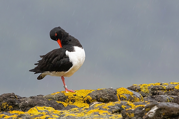 Oystercatcher preening in the rain. May. '24.