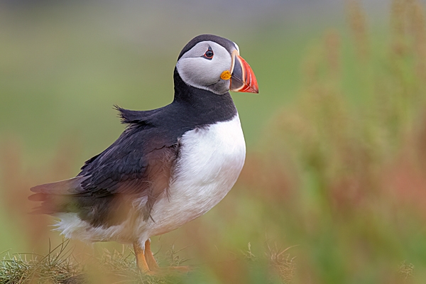 Puffin thru sorrel. May. '24.