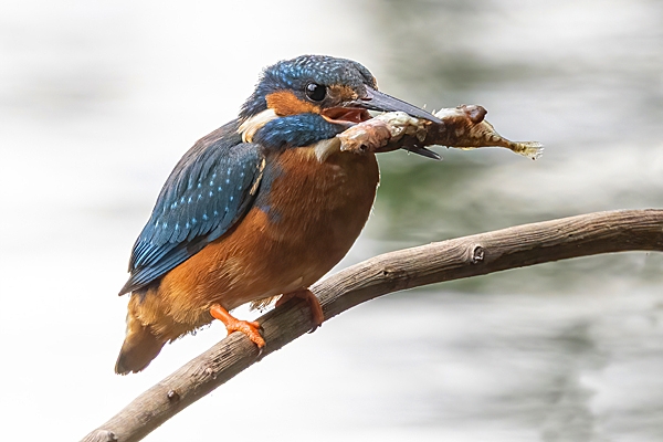 Female Kingfisher with fish 1. Jun. '24.