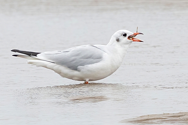 Black headed Gull swallowing fish. Sep. '24.