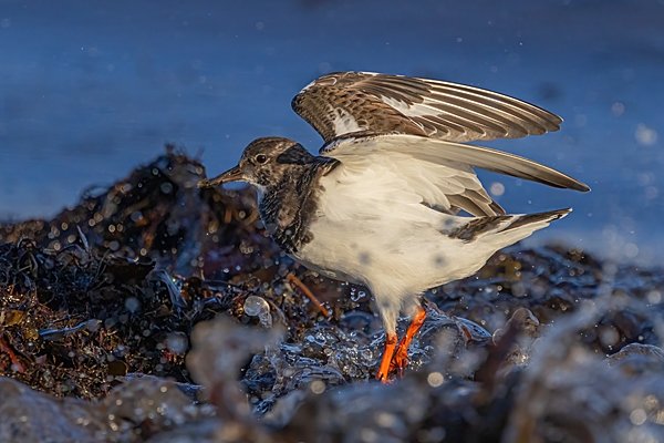 Turnstone on seaweed 1. Nov. '24.