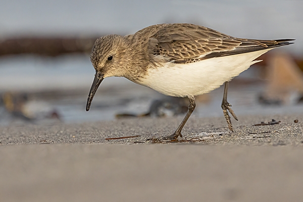 Dunlin. Dec. '24.