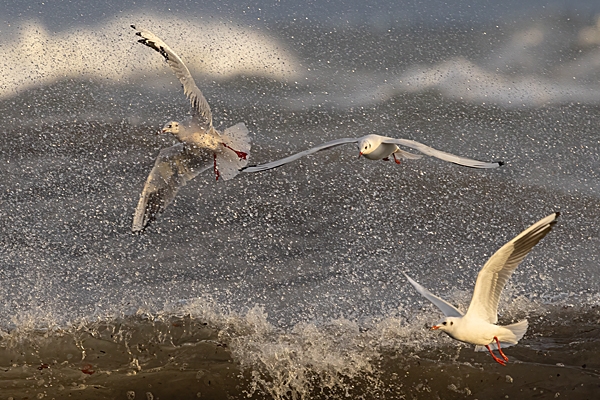 Black headed Gulls thru spray. Dec. '24.