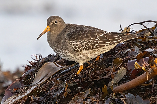 Purple Sandpiper 2. Dec. '24.