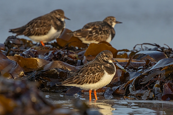 3 Turnstones. Dec. '24.