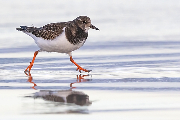 Turnstone 1. Dec. '24.