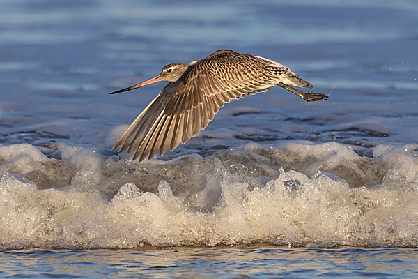 Bar tailed Godwit in flight. Jan. '25.