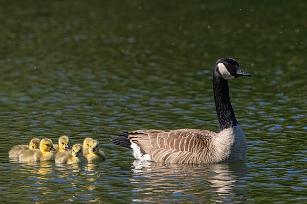 Canada Goose and 6 chicks. May. '25.
