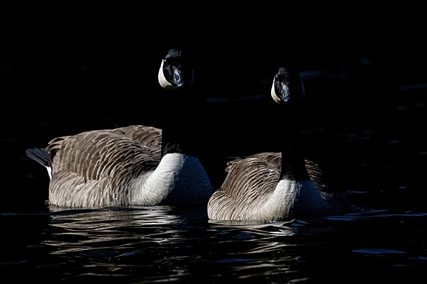 Canada geese pair. May. '25.