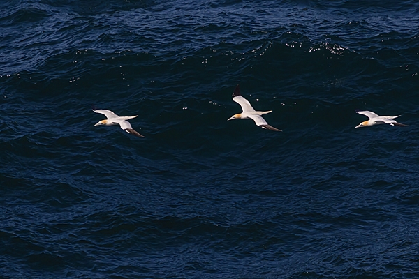 3 Gannets in flight. May. '25.