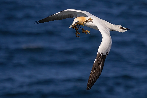 Gannet with seaweed in flight. May. '25.