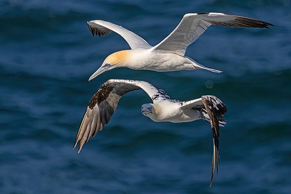 2 Gannets in flight. May. '25.