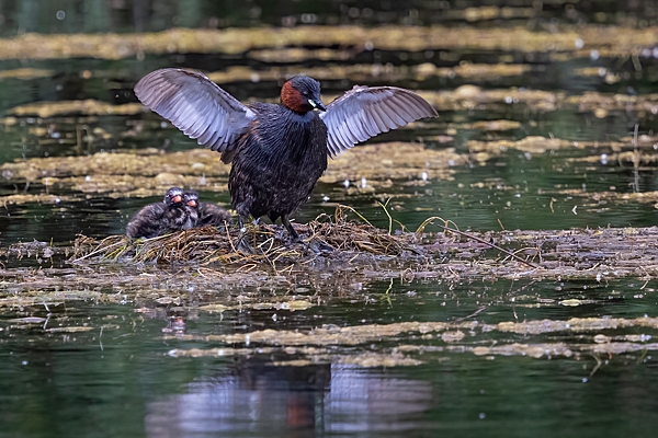 Little Grebe and chicks at nest. June. '25.