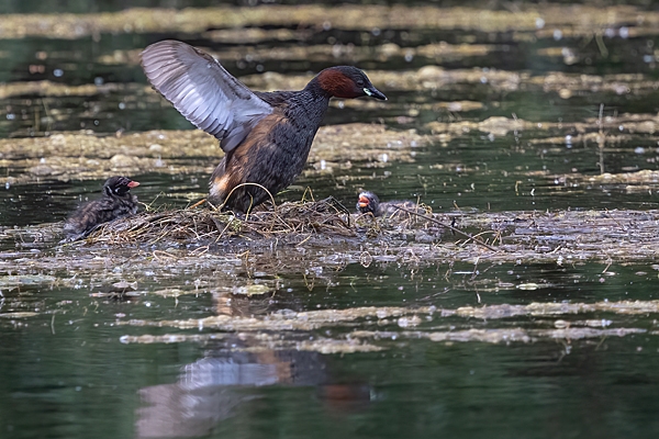 Little Grebe and chicks at nest 2. June. '25.
