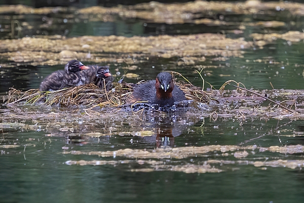Little Grebe leaving chicks at nest. June. '25.