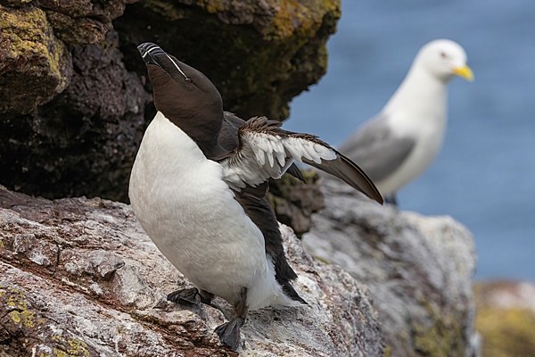 Razorbill and Kittiwake. June. '25.