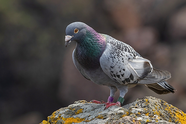 Racing Pigeon. June. '25.