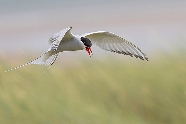 Arctic Tern and grasses. July. '25.