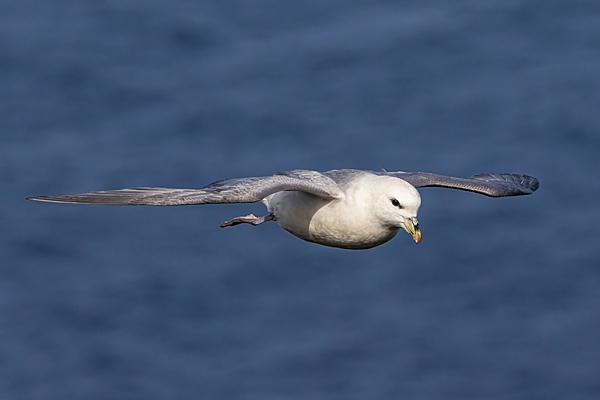 Fulmar in flight. Sept. '25.