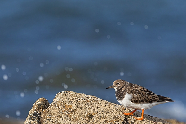 Turnstone on rocks. Oct. '25.