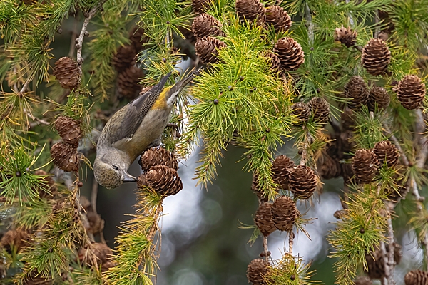 Female Crossbill 2. Oct. '25.