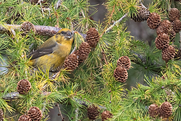 Male Crossbill 4. Oct. '25.