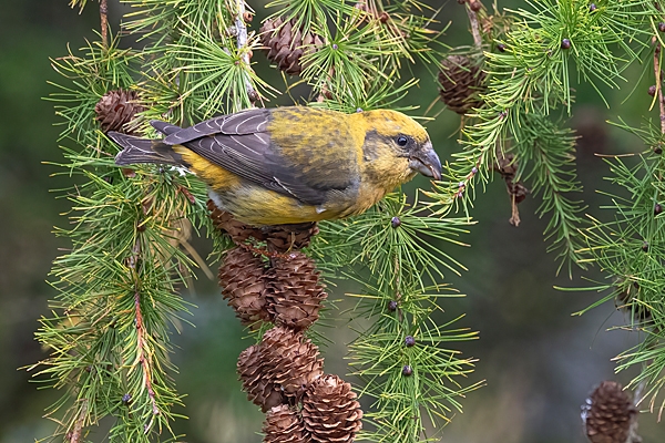 Male Crossbill 1. Oct. '25.