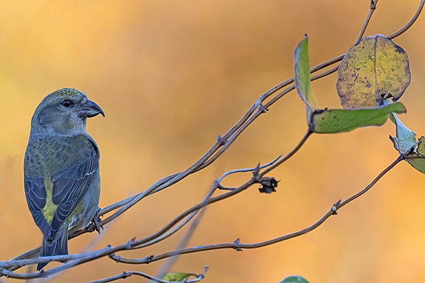 Female Crossbill 3. Oct. '25.