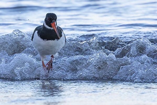Oystercatcher in surf. Oct. '25.