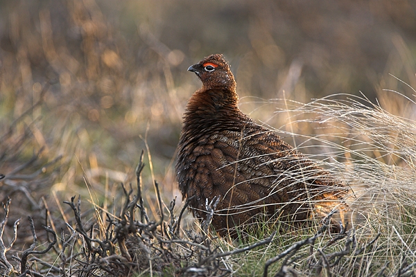 Red Grouse in burnt heather.