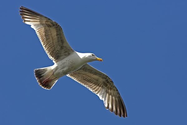 Young Herring Gull in flight.