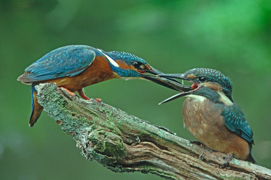 Adult Male Kingfisher feeds youngster.