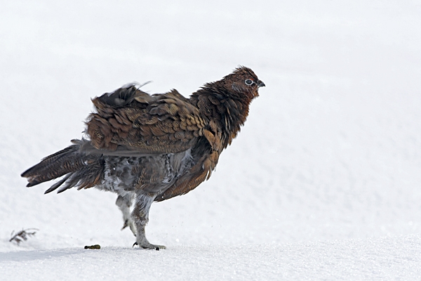 Red Grouse in the snow(All Shook Up)1. 3/3/'10.