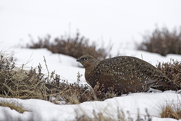 Red Grouse f in snow and heather.4/3/'10.