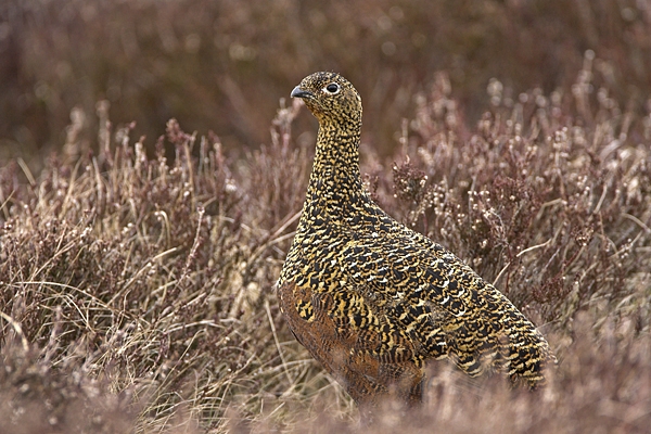 Red Grouse f in heather.24.04.'10