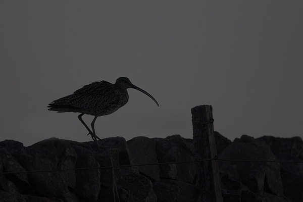 Curlew silhouette 1. May'10.