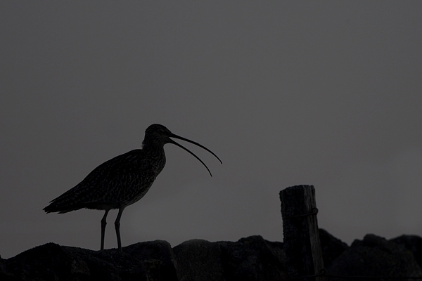 Curlew silhouette 2. May'10.