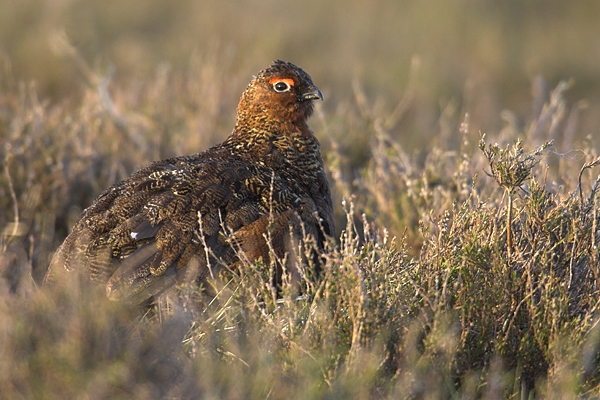 Male Red Grouse. May'10.