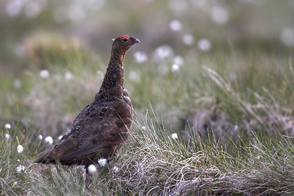 Male Red Grouse in cotton grass. Jun '10.