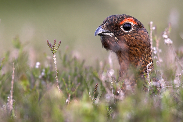 Male Red Grouse,close up. Jun '10.
