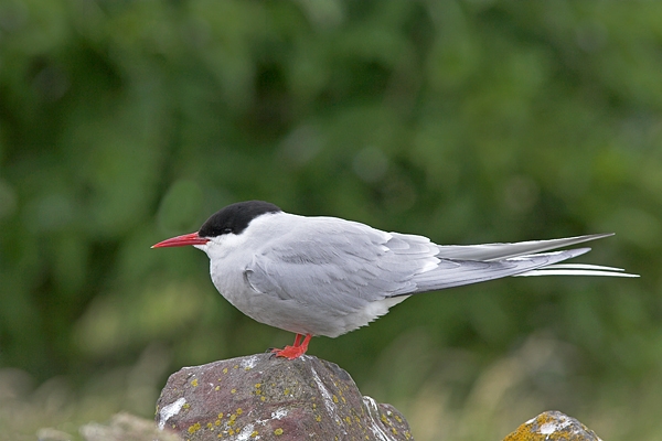 Arctic Tern on rock. Jun '10.